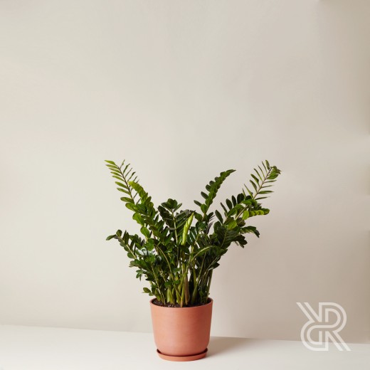 Замиокулькас d30 Комнатное растение