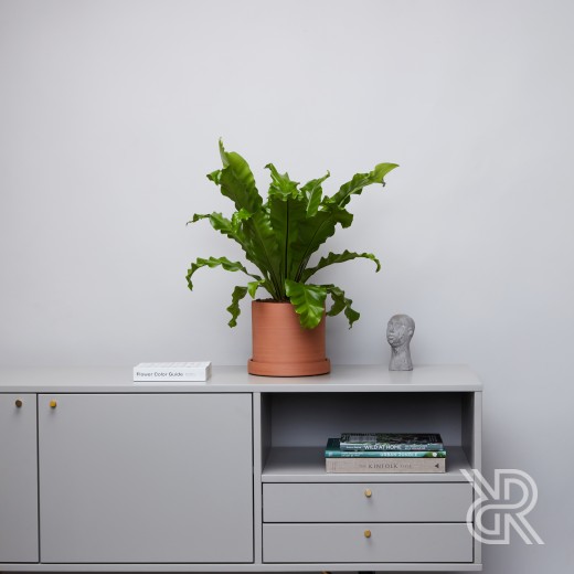 Горшок d17 Terracotta Горшки для комнатных растений