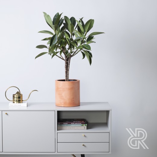 Кашпо Цилиндр d24 Terracotta Горшки для комнатных растений
