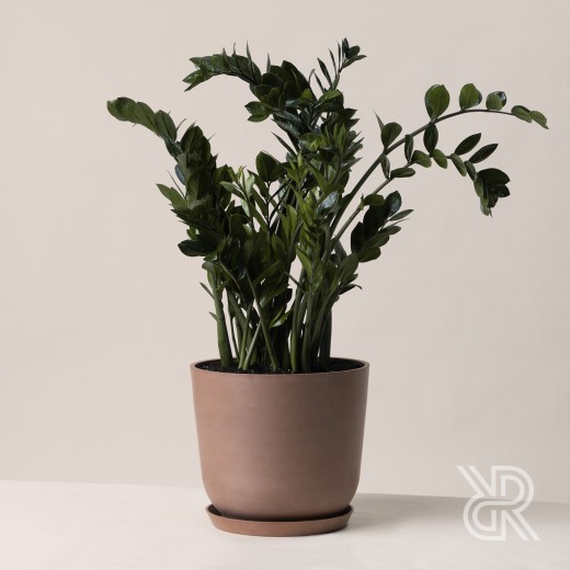 Замиокулькас d30 Комнатное растение